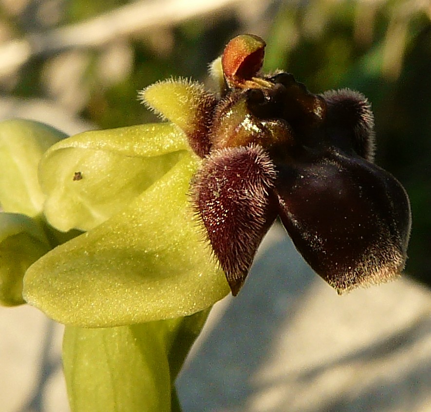 Ophrys bombyliflora